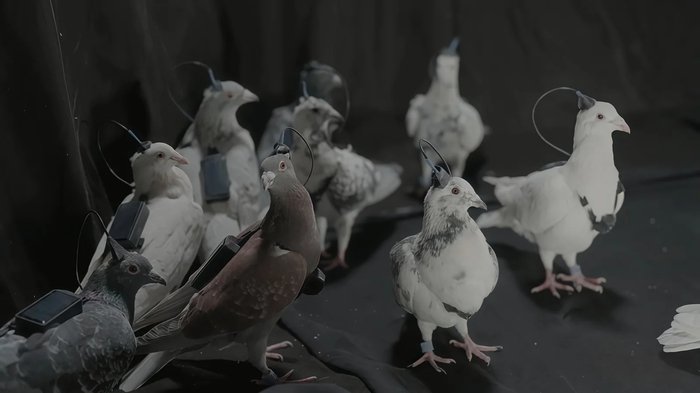 Скоро эти дроны уйдут в прошлое и работать будут голуби?