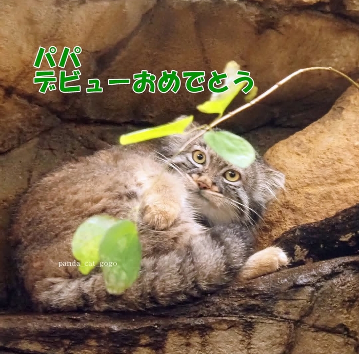 Хорошая новость из зоопарка Уэно