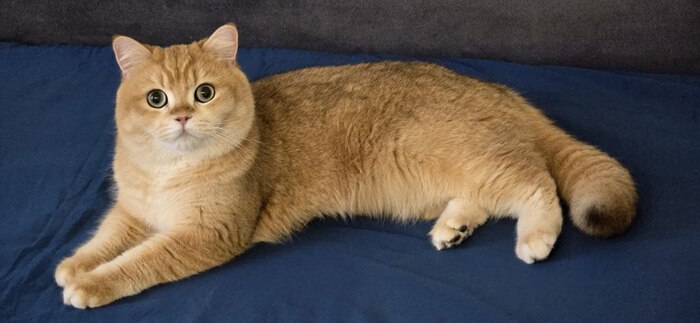 Ответ на пост «"Подтвердите, что вы пикабушник, добавив фото кота"»