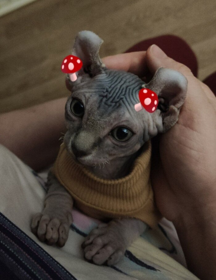 Грибочки кота Финика