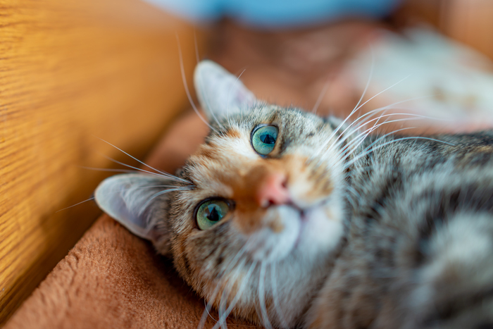    &quot;,   ,   &quot;