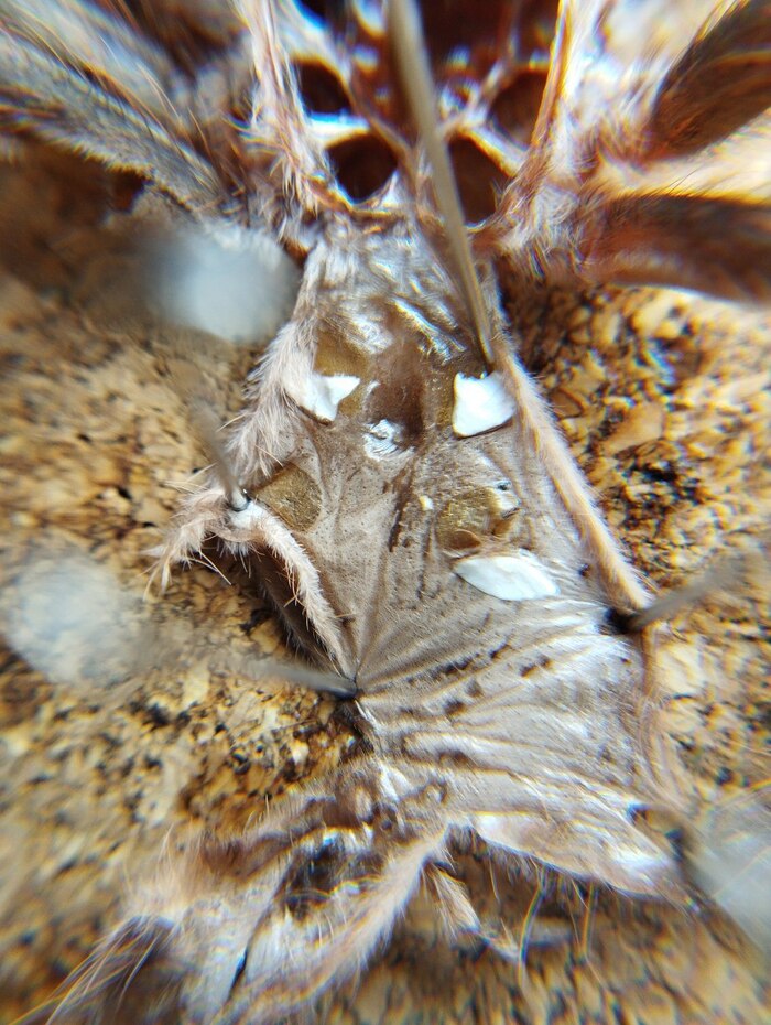 Виден лепесток, что означает - самочка! И это хорошо))