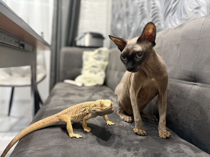    &quot;,   ,   &quot;