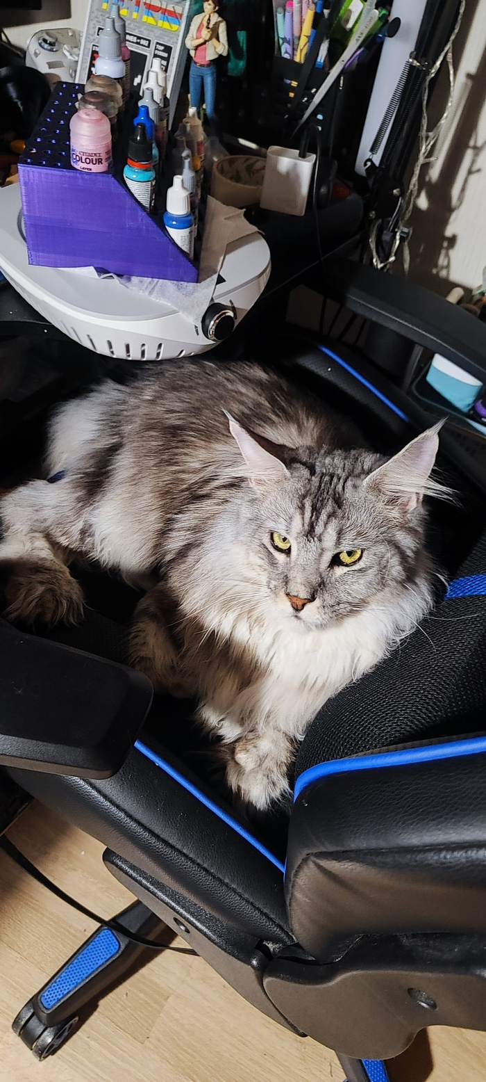 Ответ на пост «"Подтвердите, что вы пикабушник, добавив фото кота"»