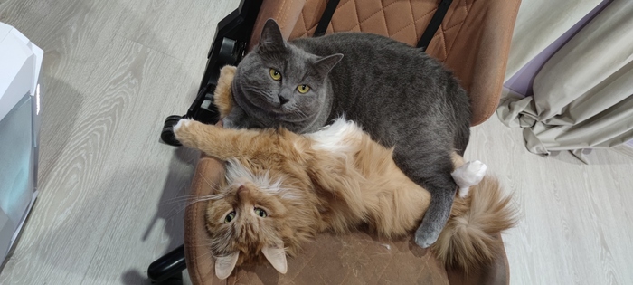    &quot;,   ,   &quot;