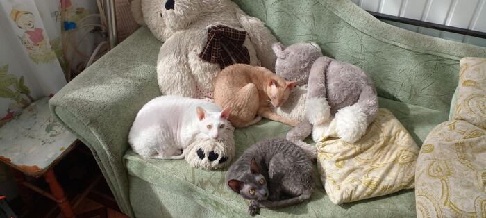 Ответ на пост «"Подтвердите, что вы пикабушник, добавив фото кота"»