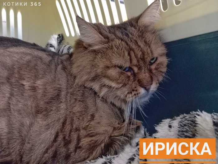 Ириска 26.11.2025