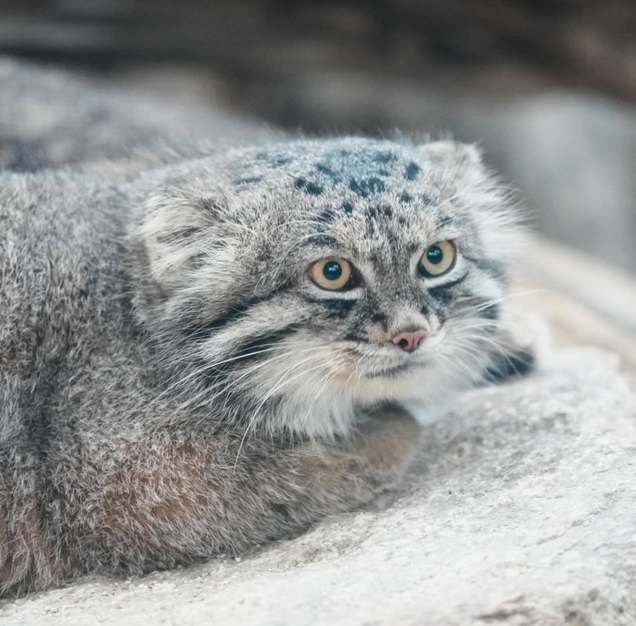 Нар засмотрелся на что-то