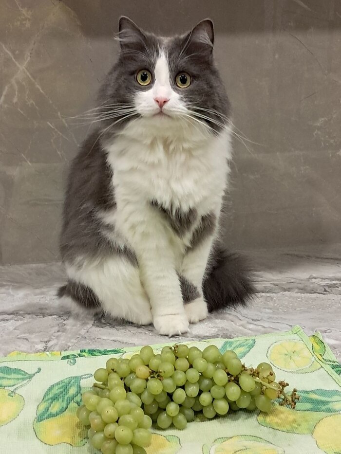    &quot;,   ,   &quot;