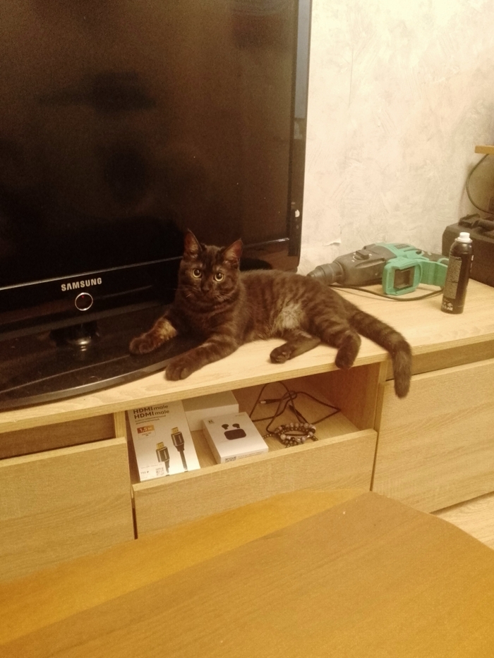 Ответ на пост «"Подтвердите, что вы пикабушник, добавив фото кота"»