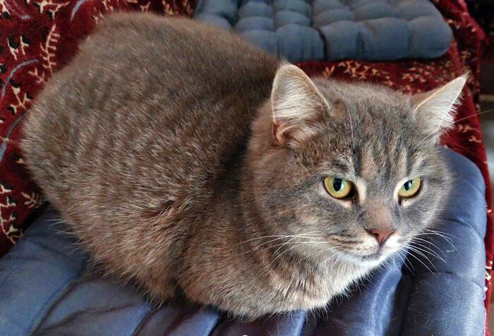    &quot;,   ,   &quot;