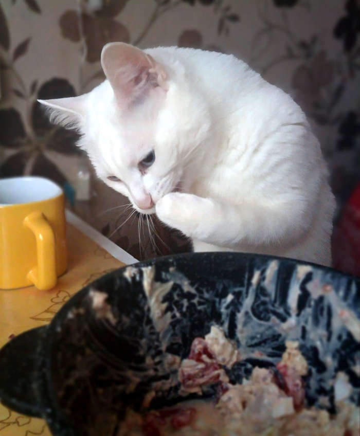 Ответ user10988642 в «"Подтвердите, что вы пикабушник, добавив фото кота"»