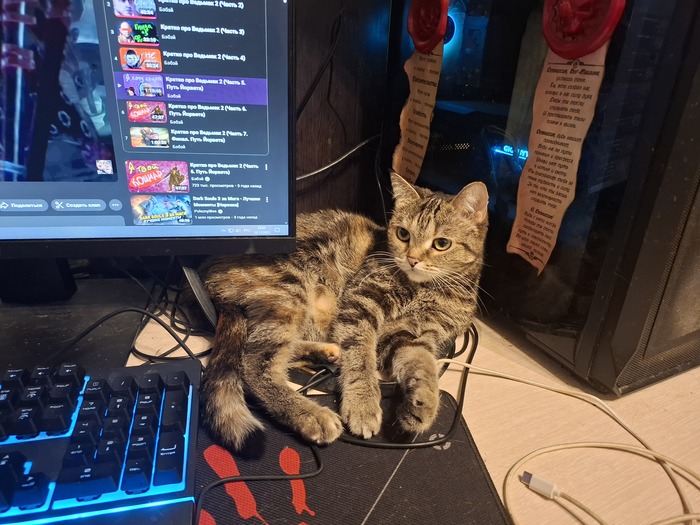 Ответ на пост «"Подтвердите, что вы пикабушник, добавив фото кота"»