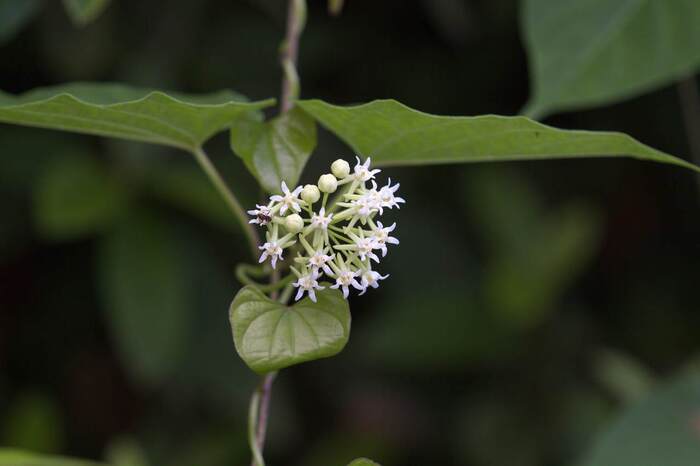 Соцветие ластовня Максимовича. Фото с сайта <!--noindex--><a href="https://pikabu.ru/story/ikema_ili_lastoven_maksimovicha_13454415?u=http%3A%2F%2Fwildplantsshimane.jp&t=wildplantsshimane.jp&h=fe703e230535d15aa3ea5da5b6ec8c7dc59ae3df" title="http://wildplantsshimane.jp" target="_blank" rel="nofollow noopener">wildplantsshimane.jp</a><!--/noindex-->