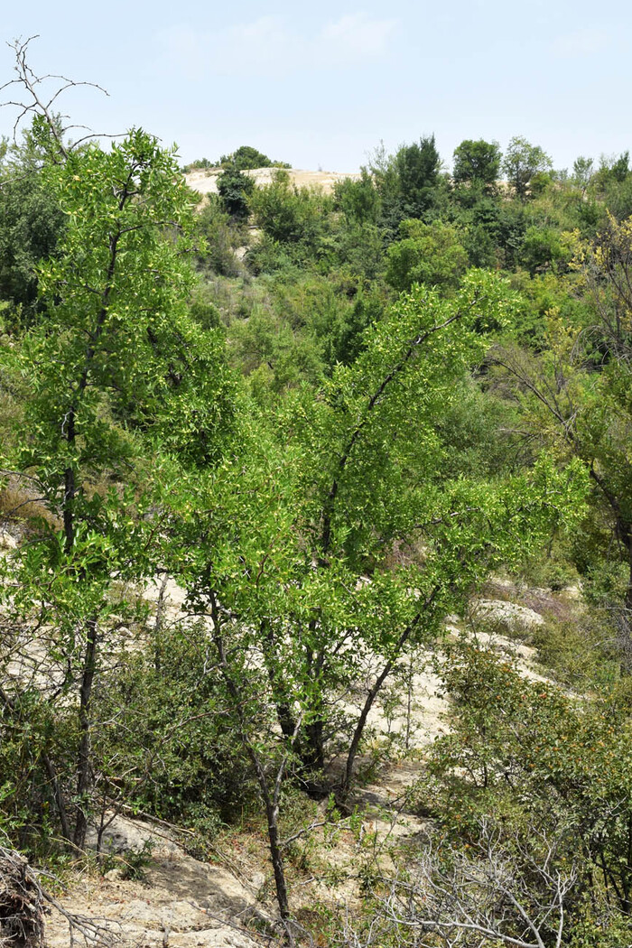    .  .    <!--noindex--><a href="https://pikabu.ru/story/zizifus_nastoyashchiy_13458008?u=http%3A%2F%2Fplantarium.ru&t=plantarium.ru&h=a99e55320aea562513d8f75971d3e7338d0dbe18" title="http://plantarium.ru" target="_blank" rel="nofollow noopener">plantarium.ru</a><!--/noindex-->