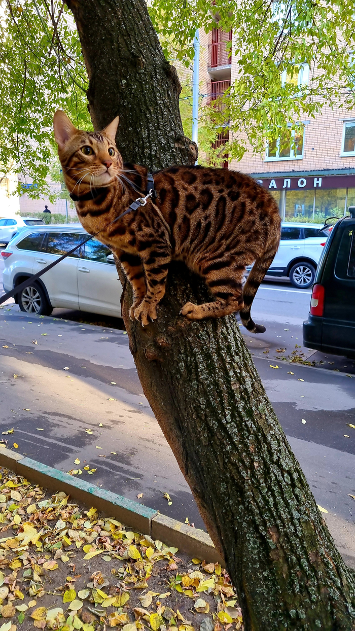    &quot;,   ,   &quot;