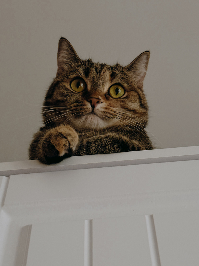      &quot;,   ,   &quot;