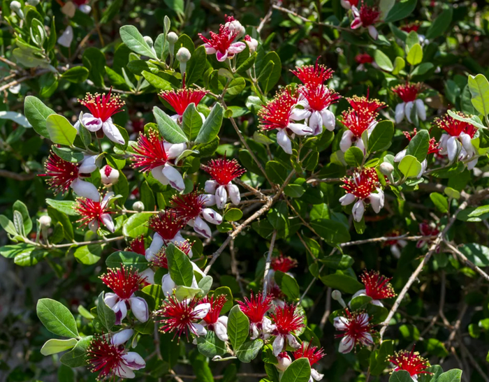 Цветение фейхоа