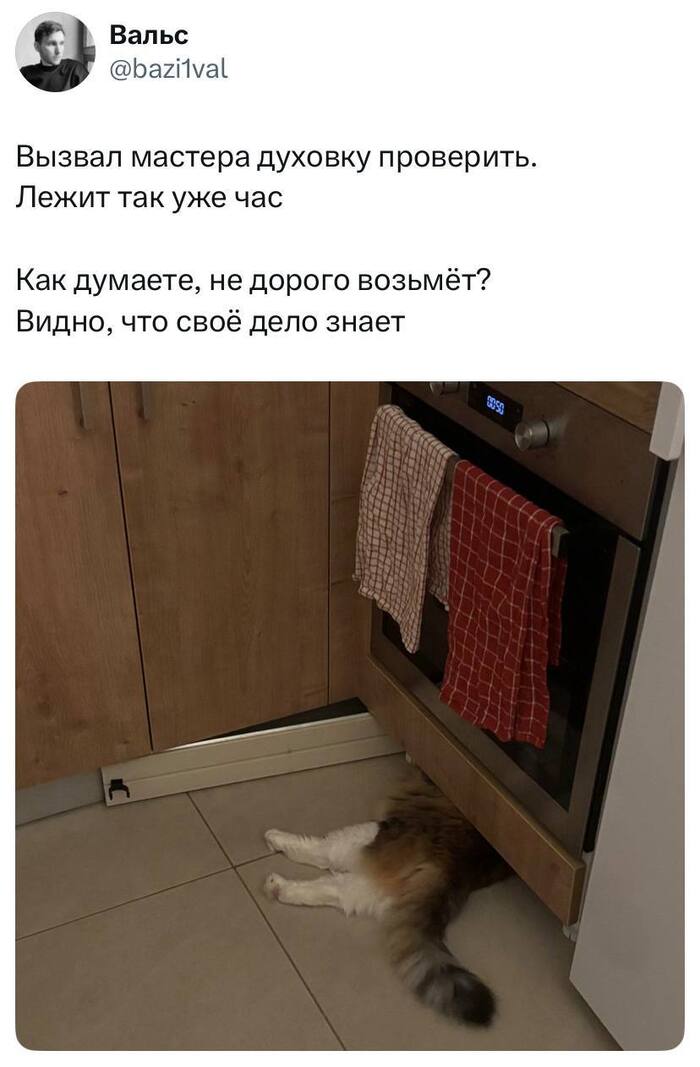 Смотрит чтобы не было КОТОстрофы