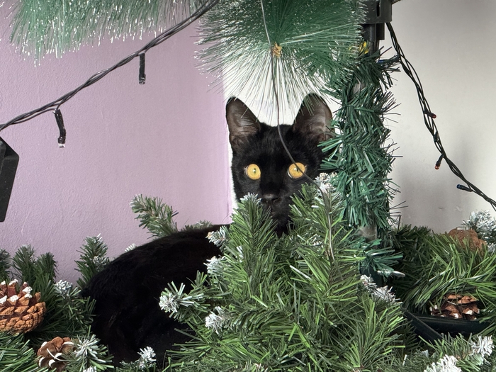 Великий кайзер