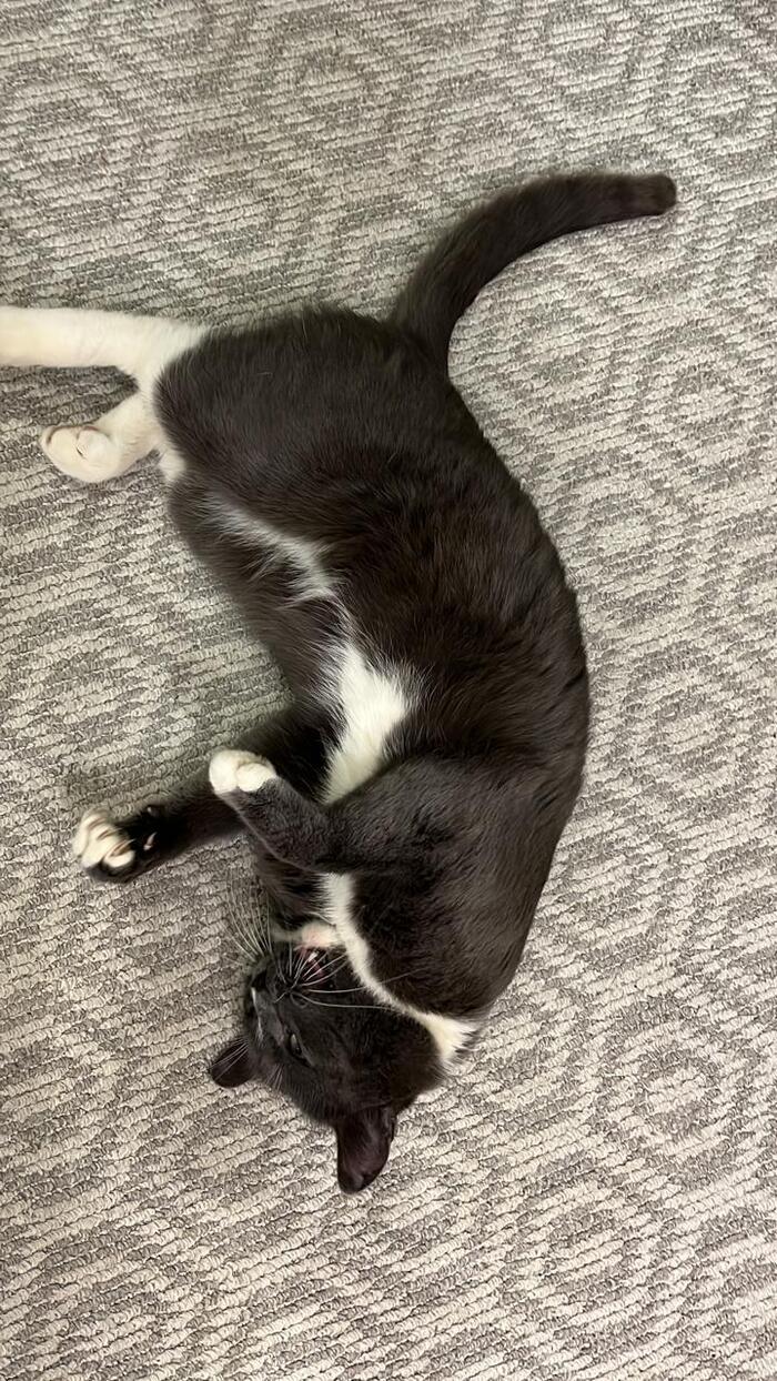    &quot;,   ,   &quot;