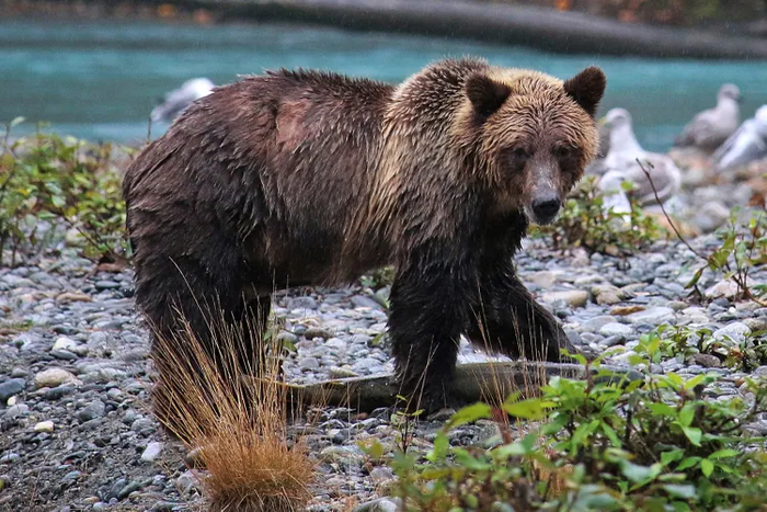 <a href="https://pikabu.ru/story/v_kanade_grizli_napal_na_gruppu_shkolnikov_13440986?u=https%3A%2F%2Fru.wikipedia.org%2Fwiki%2F%25D0%2593%25D1%2580%25D0%25B8%25D0%25B7%25D0%25BB%25D0%25B8&t=%D0%93%D1%80%D0%B8%D0%B7%D0%BB%D0%B8&h=ebba6a6b2d03d6f42aab1bc59ee342da44bfbdbc" title="https://ru.wikipedia.org/wiki/%D0%93%D1%80%D0%B8%D0%B7%D0%BB%D0%B8" target="_blank" rel="nofollow noopener"></a>