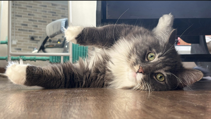    &quot;,   ,   &quot;