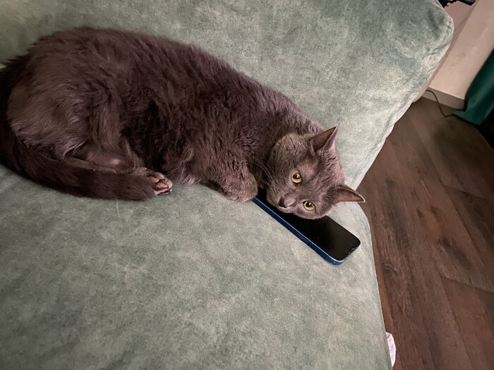    &quot;,   ,   &quot;