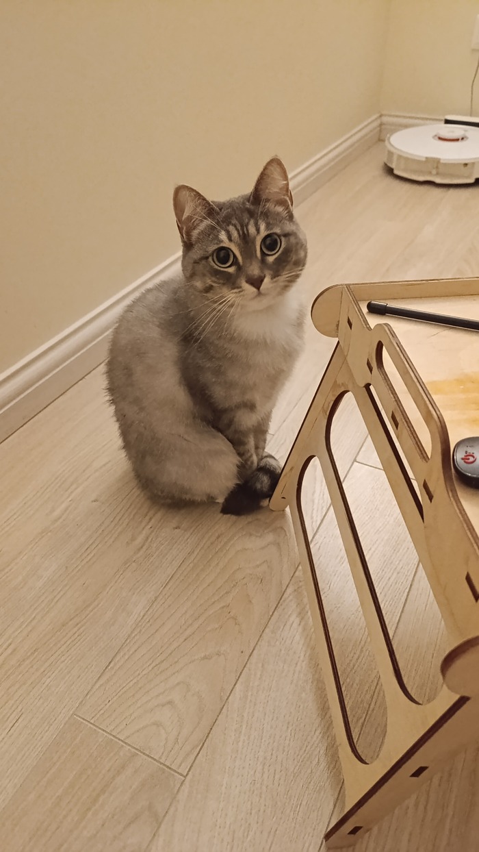 Ответ на пост «"Подтвердите, что вы пикабушник, добавив фото кота"»