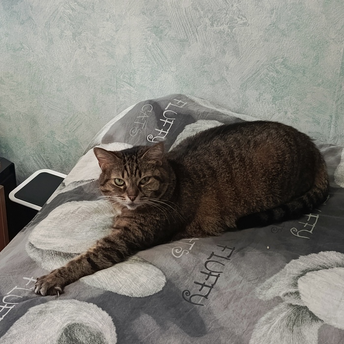 Ответ на пост «"Подтвердите, что вы пикабушник, добавив фото кота"»