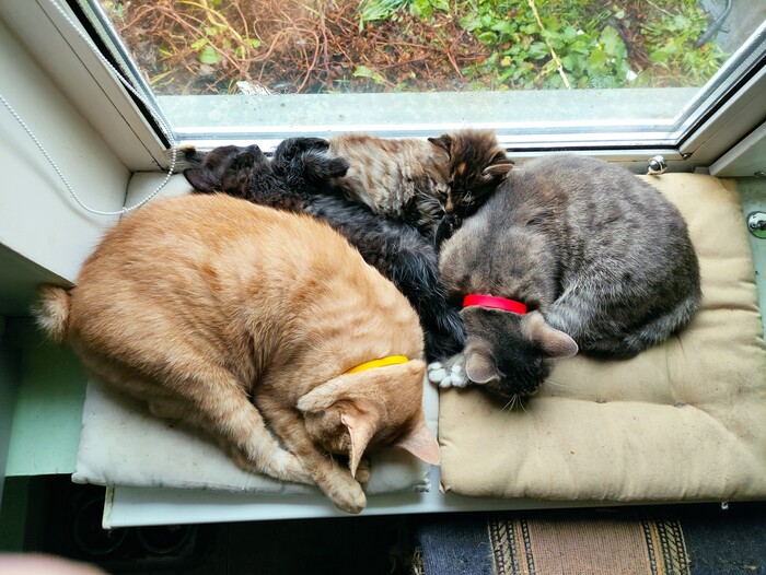    &quot;,   ,   &quot;