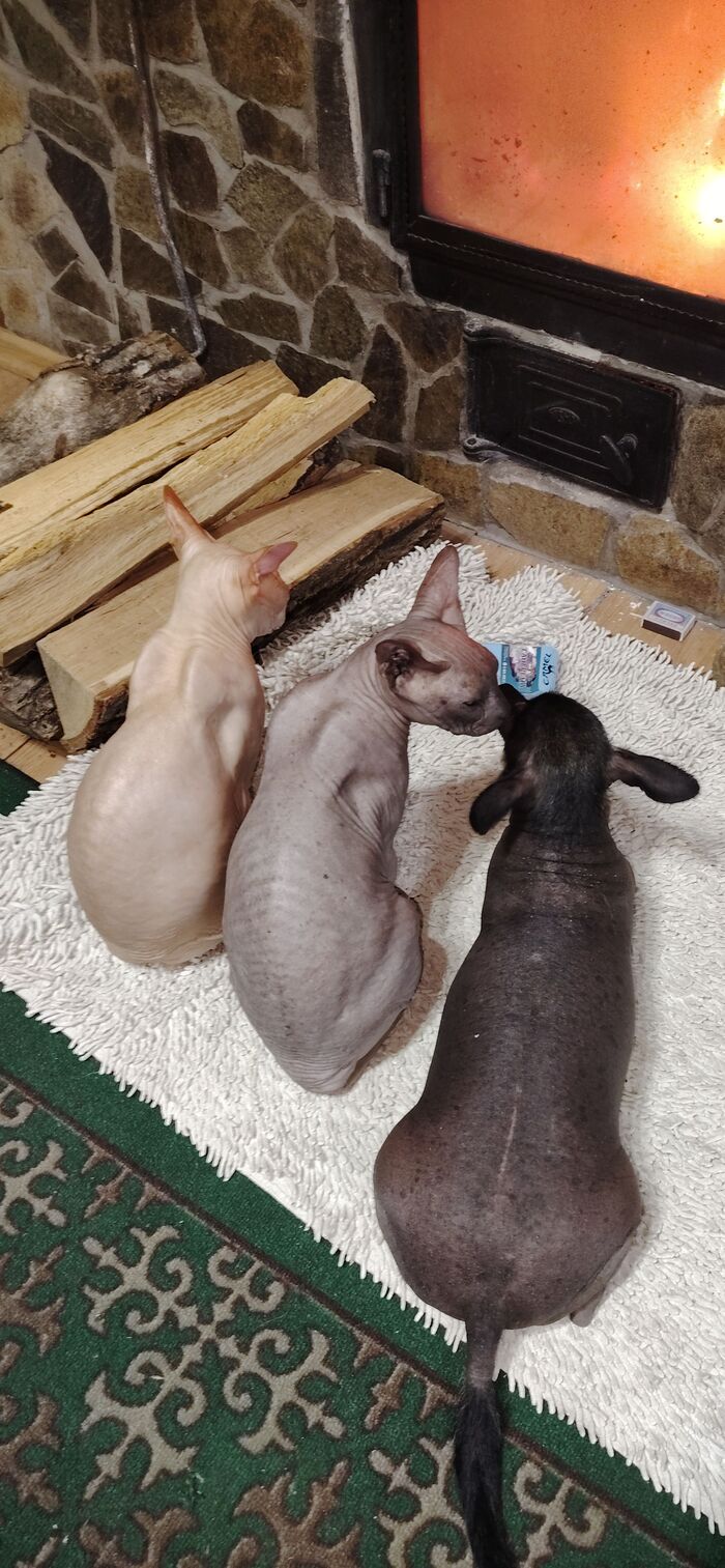 � ������