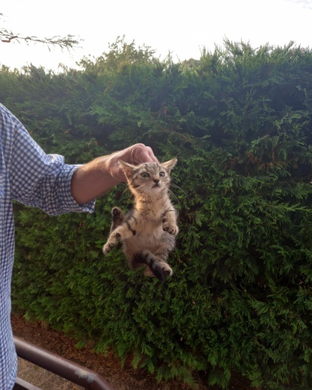    &quot;,   ,   &quot;