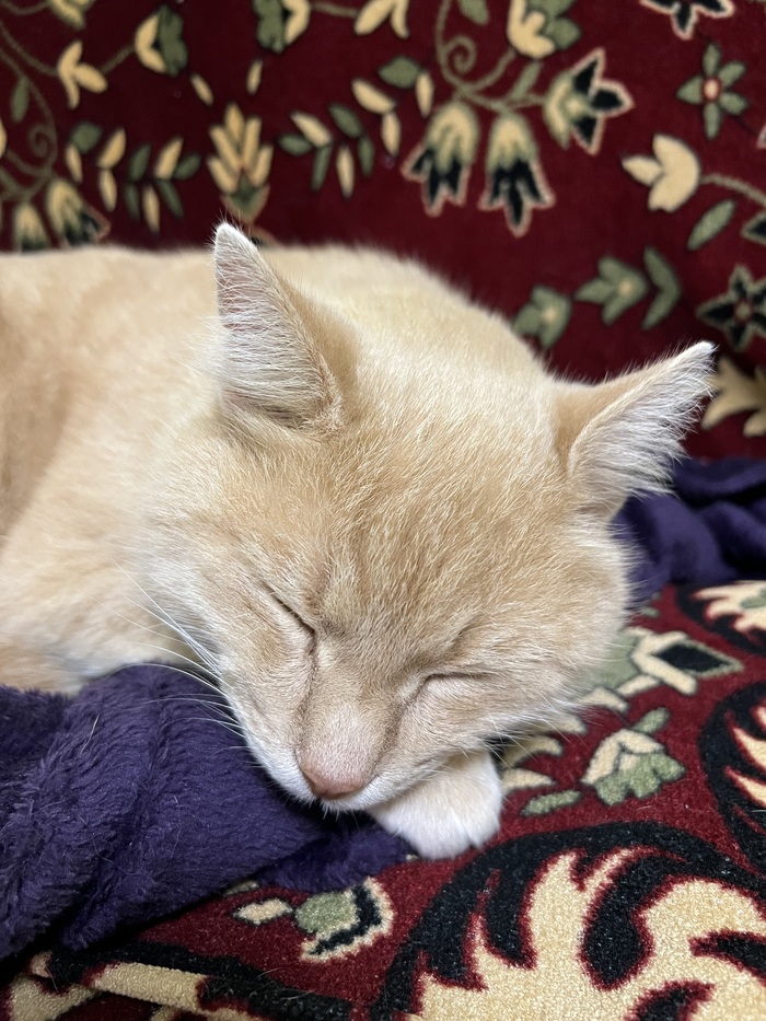    &quot;,   ,   &quot;