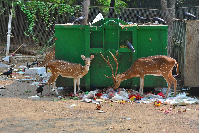 Один вечер у мусорки = неделя кормёжки в лесу!