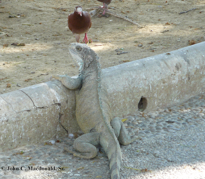 Крыса пернатая и крыса чешуйчатая. Не хватает только крысы мохнатой.