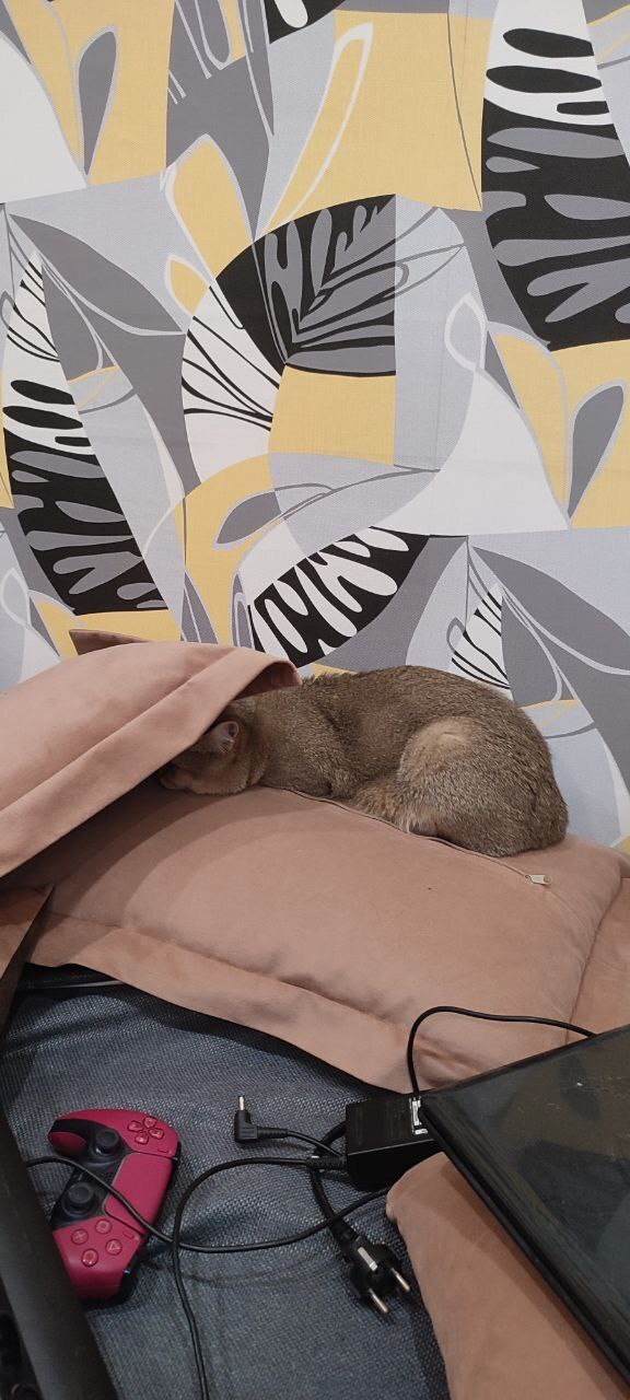 Ответ на пост «"Подтвердите, что вы пикабушник, добавив фото кота"»