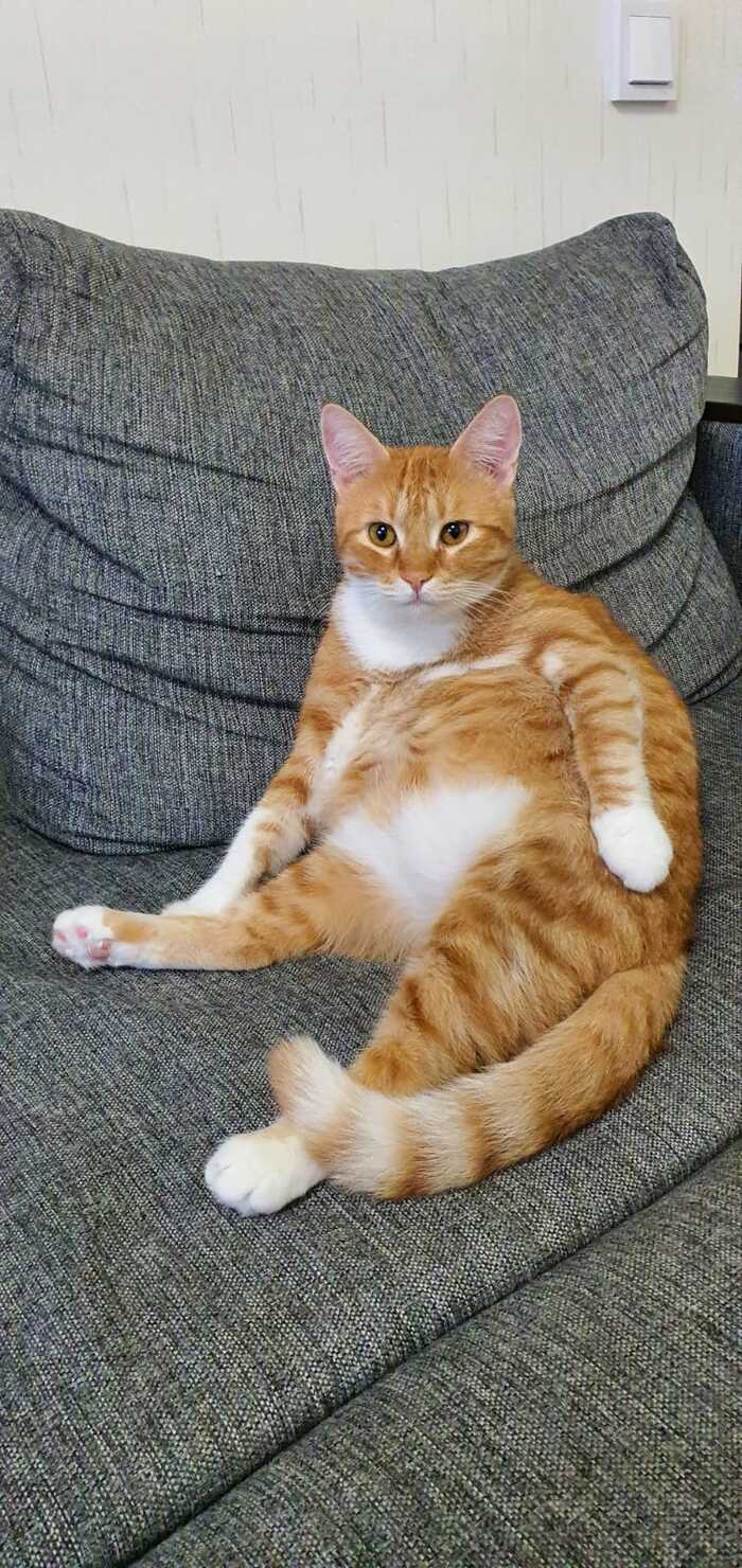    &quot;,   ,   &quot;