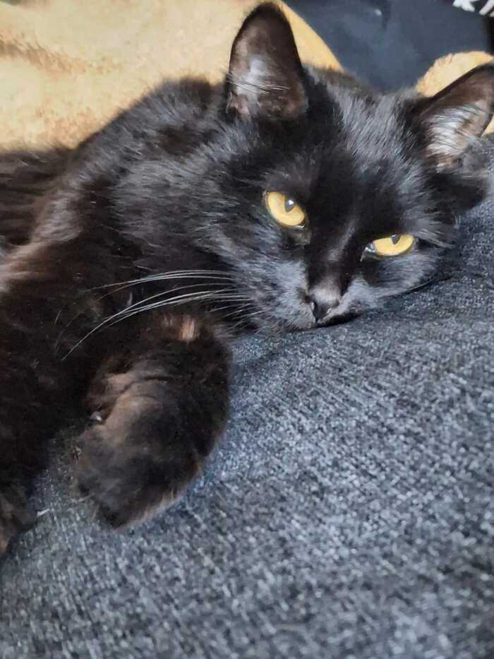 Ответ на пост «"Подтвердите, что вы пикабушник, добавив фото кота"»