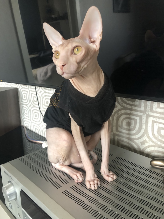 Вот и мой котик !