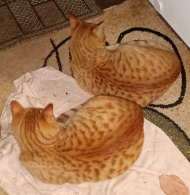 Ответ на пост «"Подтвердите, что вы пикабушник, добавив фото кота"»