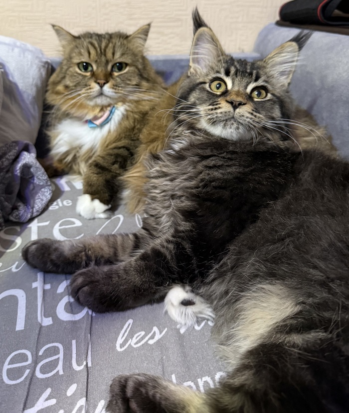 Ответ на пост «"Подтвердите, что вы пикабушник, добавив фото кота"»