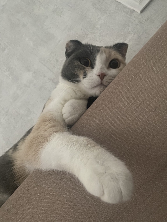 Ответ на пост «"Подтвердите, что вы пикабушник, добавив фото кота"»