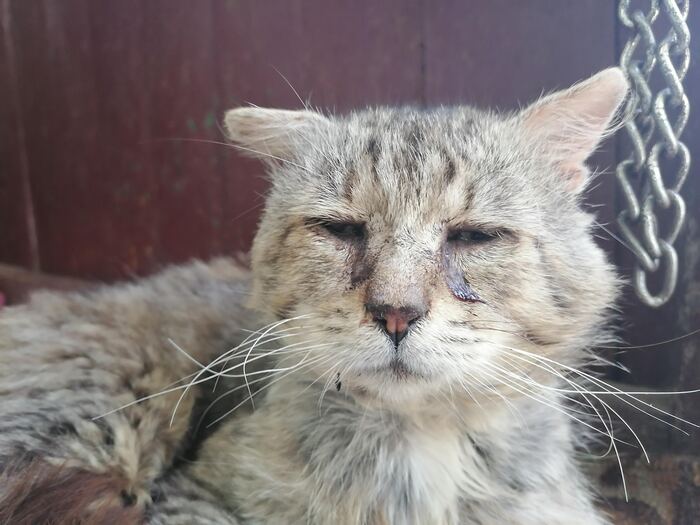 Кот боюн, старый убийца, держит весть посёлок