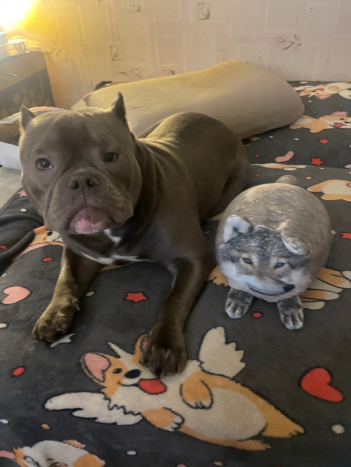 Ответ на пост «"Подтвердите, что вы пикабушник, добавив фото кота"»