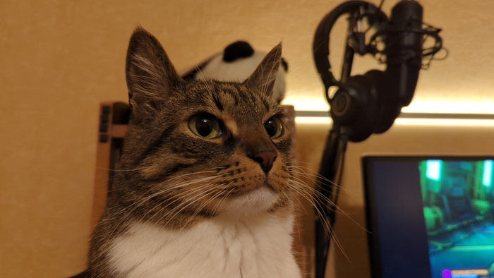    &quot;,   ,   &quot;