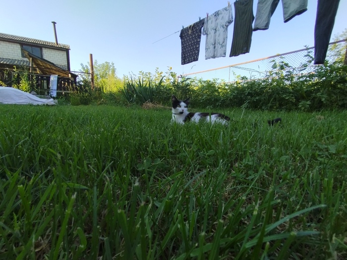 Вот, что значит «грация кошки»