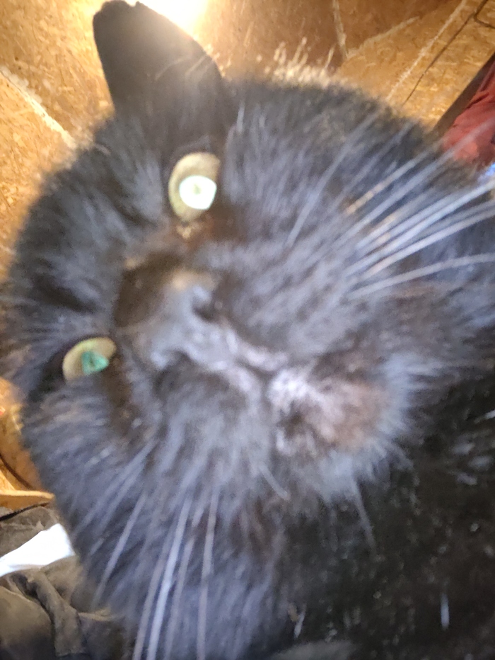 Ответ на пост «"Подтвердите, что вы пикабушник, добавив фото кота"»