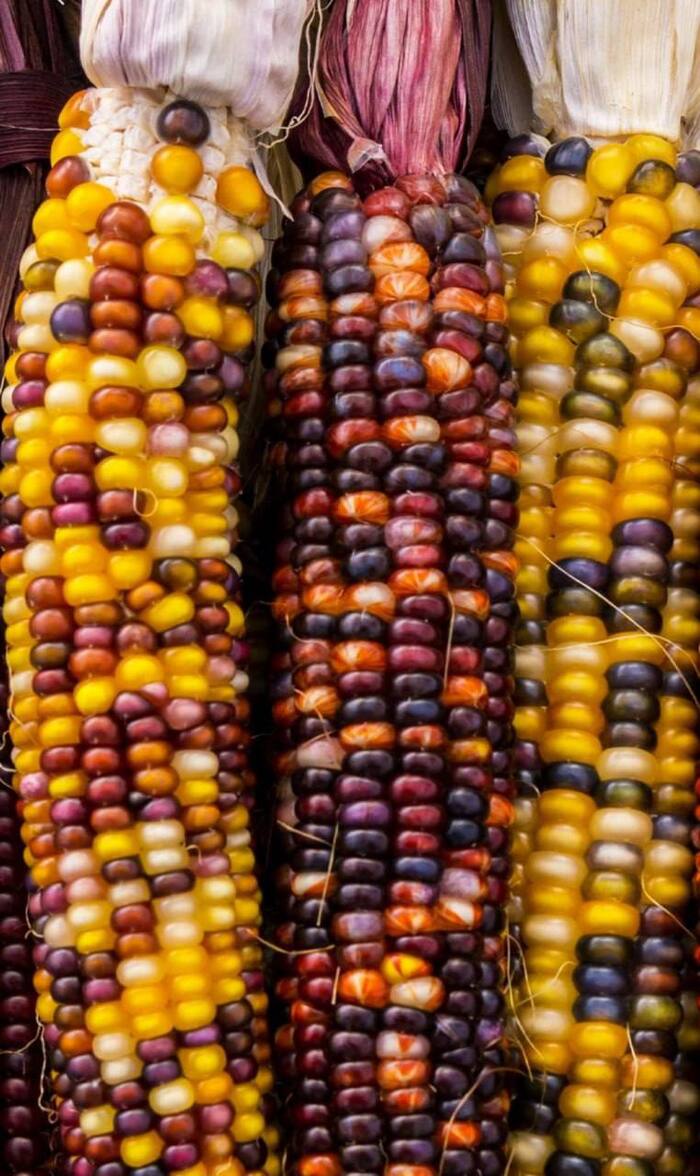 photo by <!--noindex--><a href="https://pikabu.ru/story/pryigayushchie_genyi_i_raznoobrazie_kukuruzyi_13447874?u=http%3A%2F%2Fbing.gifposter.com&t=bing.gifposter.com&h=5ef7dced315035112053c962ca67e51b0f127ab4" title="http://bing.gifposter.com" target="_blank" rel="nofollow noopener">bing.gifposter.com</a><!--/noindex-->