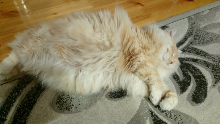 Спал, спал и устал.